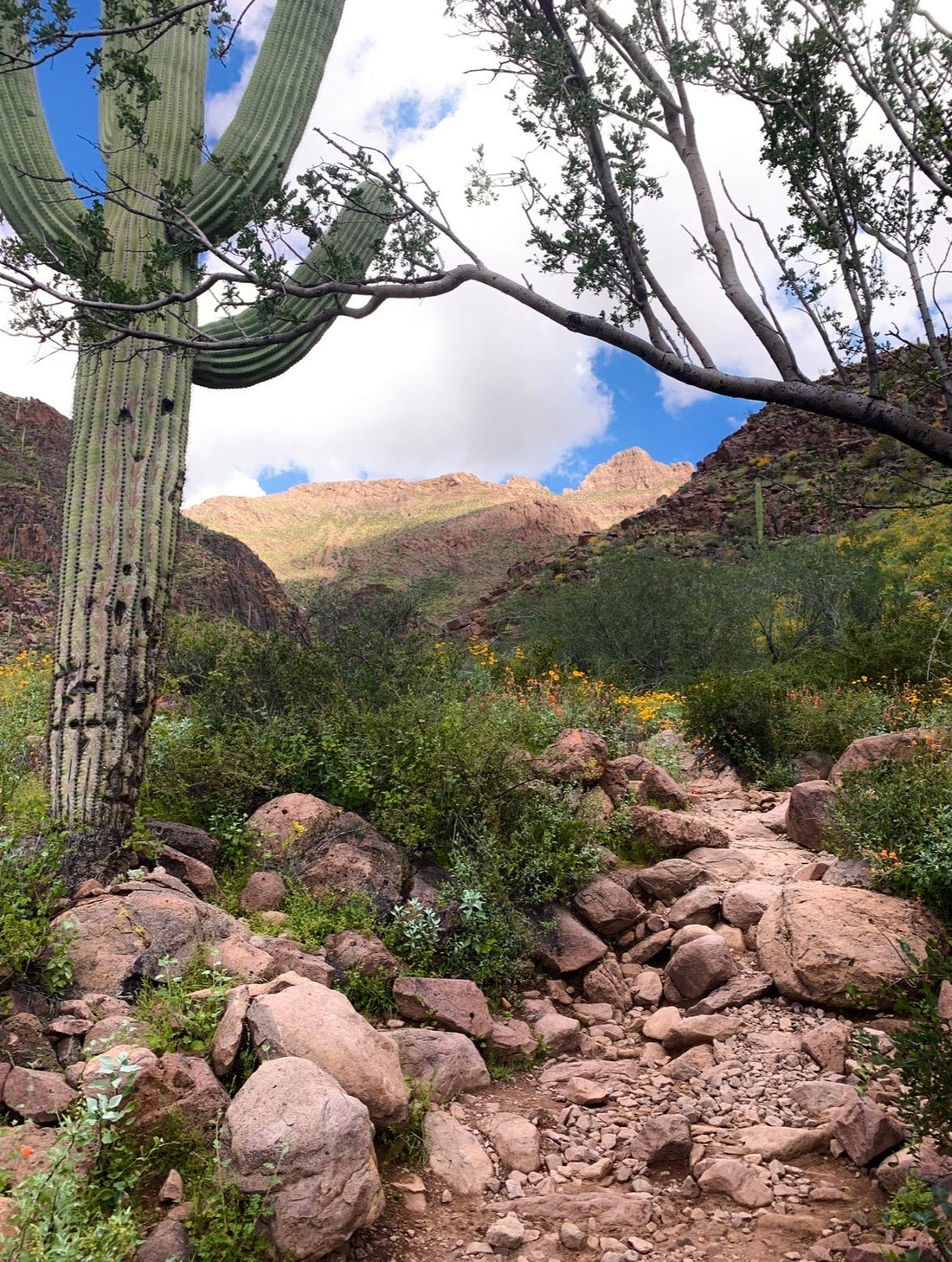 5 Must-Hike Trails Near Phoenix This Spring